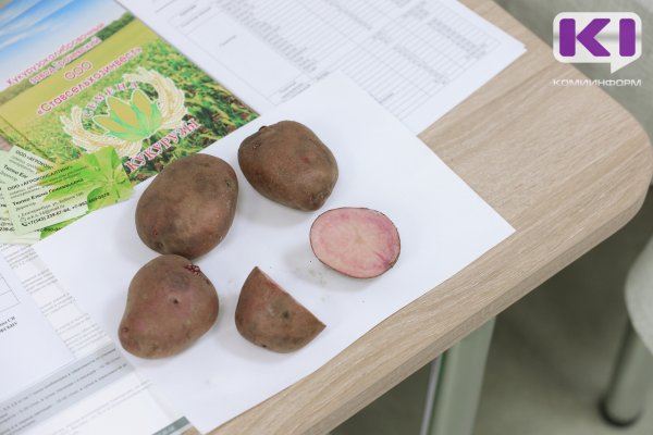 Фермеров Коми предупредили о неблагоприятной обстановке с семенами картофеля в стране 