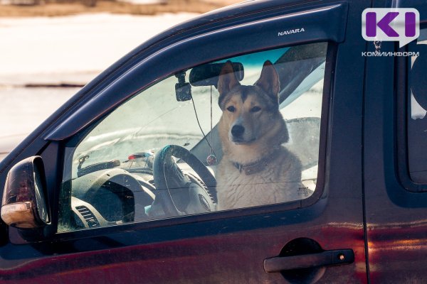 В Коми продолжается бесплатная вакцинация собак и кошек от бешенства