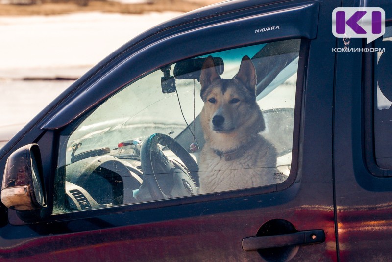 В Коми продолжается бесплатная вакцинация собак и кошек от бешенства