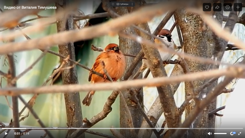 Воробей-мутант в Сыктывкаре удивил горожан охристой окраской 