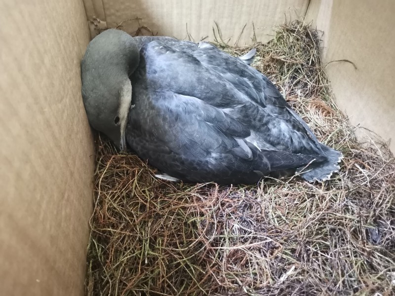 В Кирове умерла краснокнижная редкая гагара, которую нашли в Коми в начале января