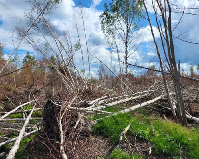 Сильные ветра в Коми повалили 0,8 тыс.га леса, это больше половины поврежденного леса 