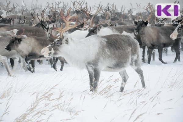 Оленеводческие активы Инты объединят в единое госпредприятие 