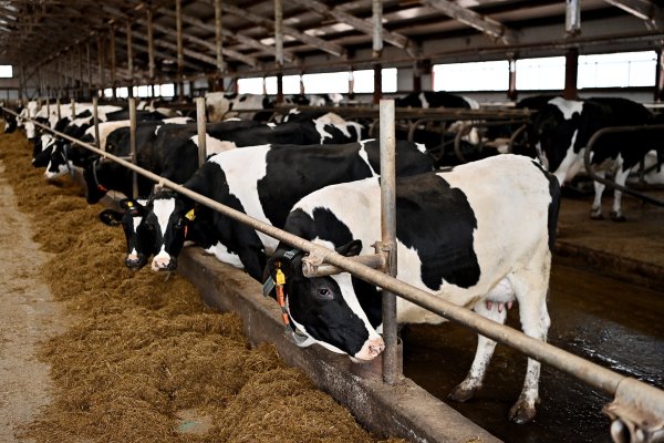 Среднесуточный надой на одну корову в Коми вырос на 3,7%