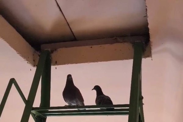Стройжилнадзор Коми рассказал, куда жаловаться, если голуби оккупировали подъезд