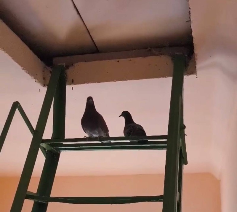 Стройжилнадзор Коми рассказал, куда жаловаться, если голуби оккупировали подъезд
