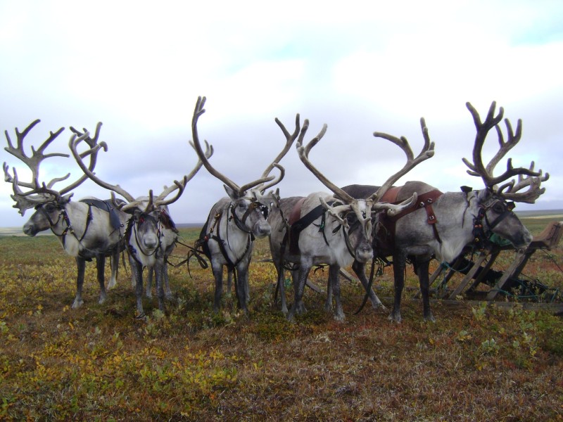 Оленеводческие хозяйства Коми нацелены на рост поголовья до 54,7 тыс. особей