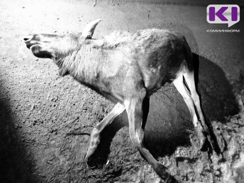 В Прилузье большегруз сбил лося 