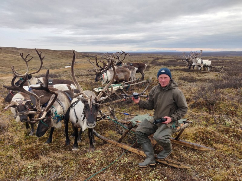 Поддержка оленеводства в Коми увеличится на 57%
