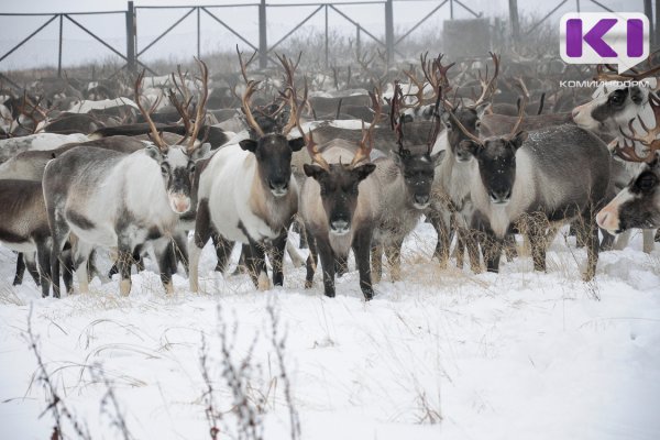 В Коми от сибирской язвы вакцинировали свыше 54 тысяч оленей