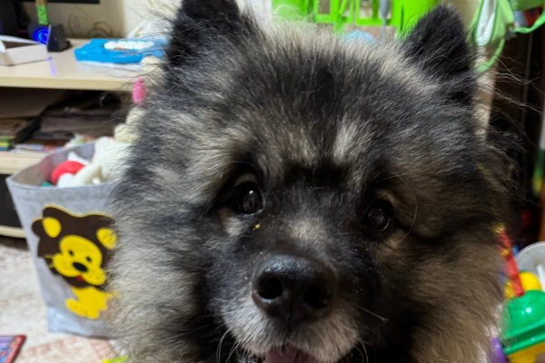 В Сыктывкаре пристраивают редкую породу собаки - вольфшпица, которого бросили в Лесозаводе  