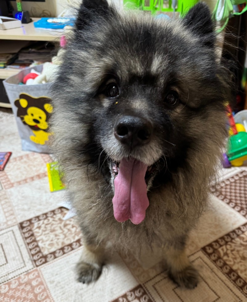 В Сыктывкаре пристраивают редкую породу собаки - вольфшпица, которого бросили в Лесозаводе  