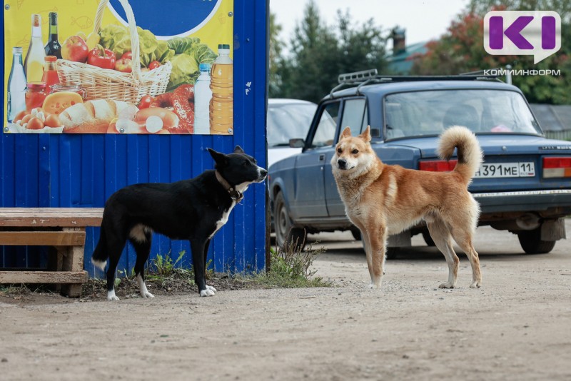 Администрация Прилузского района не смогла найти подрядчика по отлову безнадзорных собак