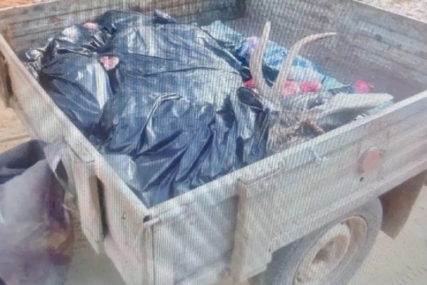 Москвич заплатит 100 тысяч рублей штрафа за незаконную охоту на лося в Койгородском районе