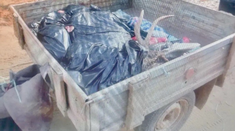 Москвич заплатит 100 тысяч рублей штрафа за незаконную охоту на лося в Койгородском районе