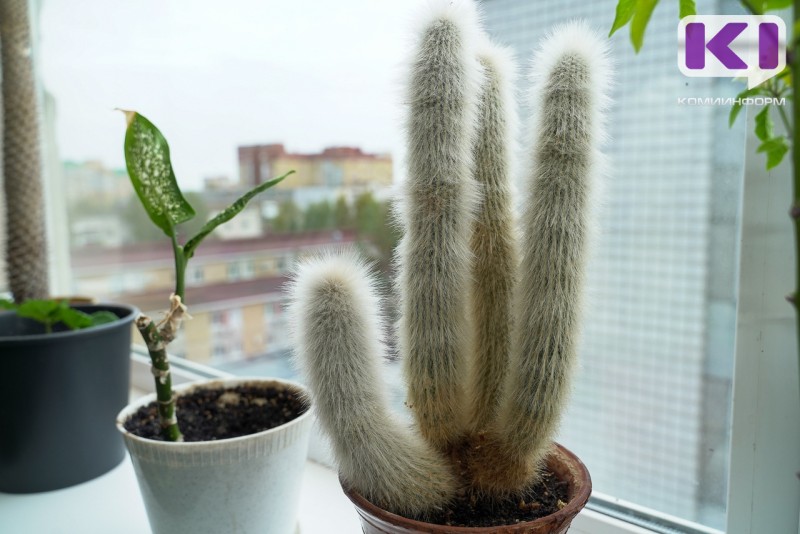 Мартовская обрезка комнатных растений - Россельхозцентр напомнил правила ухода