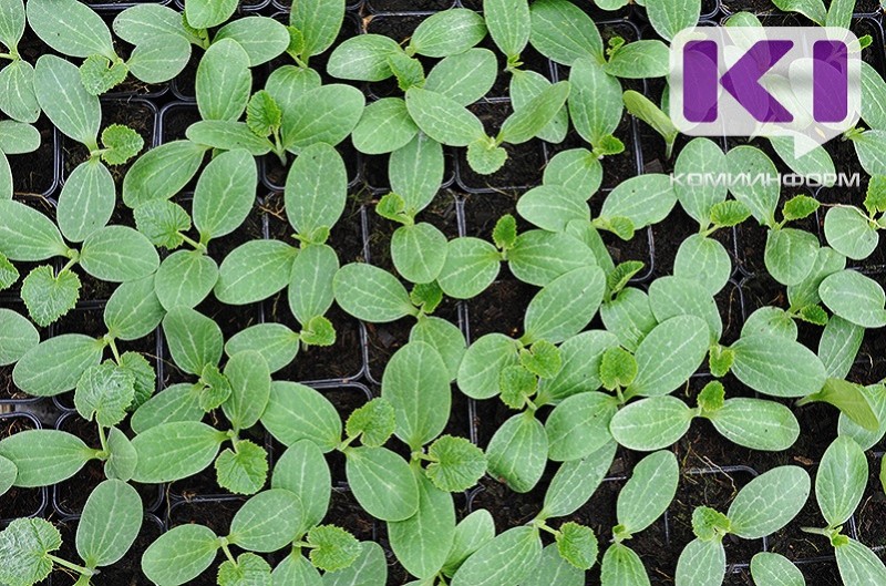 Убийца рассады - Россельхозцентр рассказал о запрещенных компонентах в грунте 