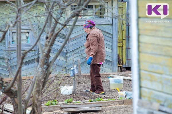 Зачем белить деревья, рассказал Россельхозцентр Коми