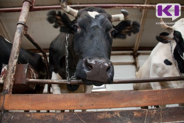 Ферма в Койгородском районе после пожара продолжает работу

