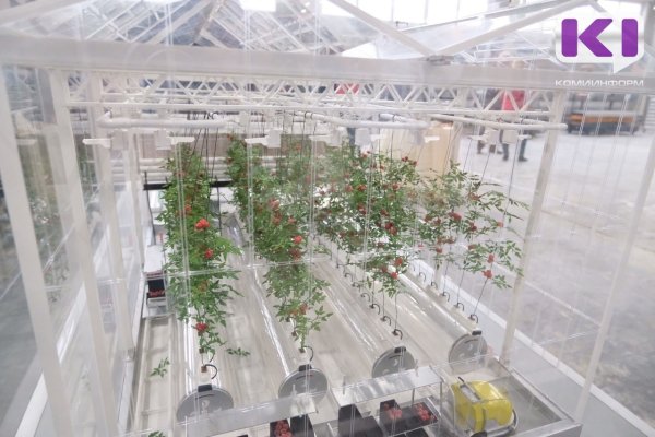 В Коми приступили к мониторингу фитосанитарного состояния тепличных комплексов

