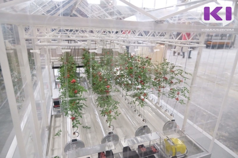 В Коми приступили к мониторингу фитосанитарного состояния тепличных комплексов

