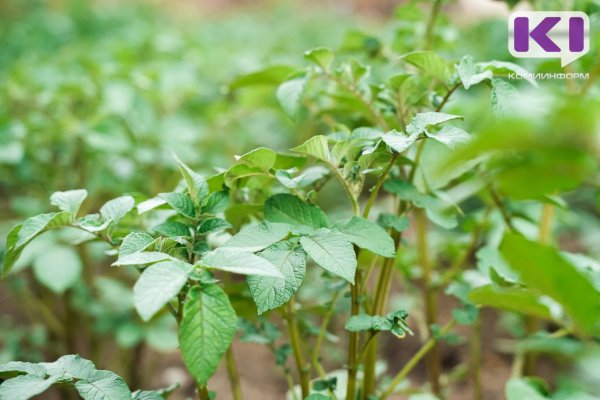 Минсельхоз Коми в этом году планирует получить 20 тонн элитного семенного картофеля