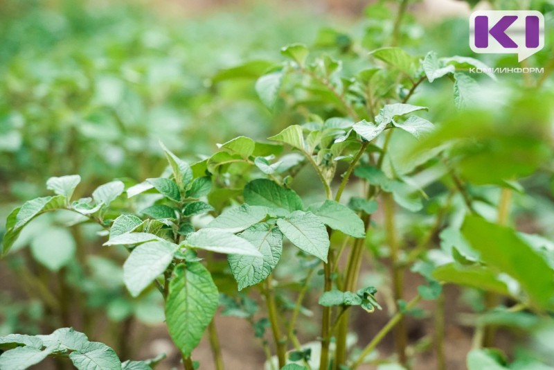 Минсельхоз Коми в этом году планирует получить 20 тонн элитного семенного картофеля