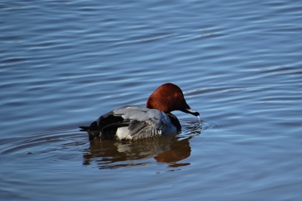 В Сыктывкаре заметили редкую утку с красными глазами