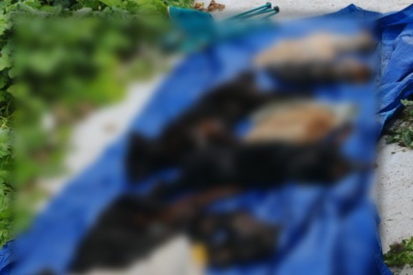 Мусор, шкуры и останки животных:  волонтер раскрыла детали выльгортской передержки