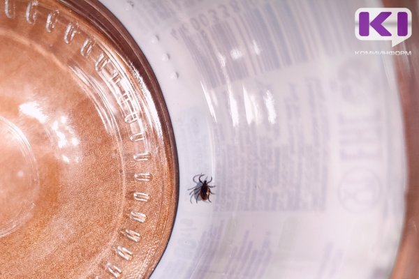 Первый укус клеща в Коми зарегистрирован в Сыктывдинском районе 