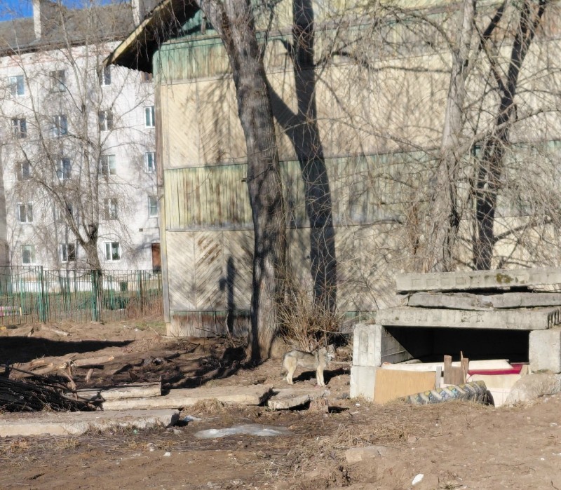 В Усть-Вымском районе укушенных собаками граждан становится больше