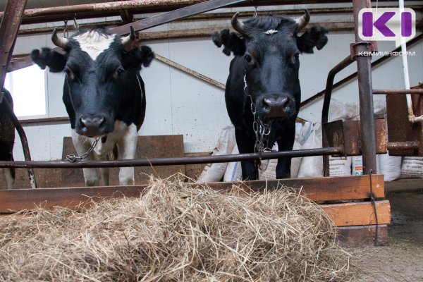 В Коми ряд предприятий по производству молока лишились части субсидий из-за введения новых условий