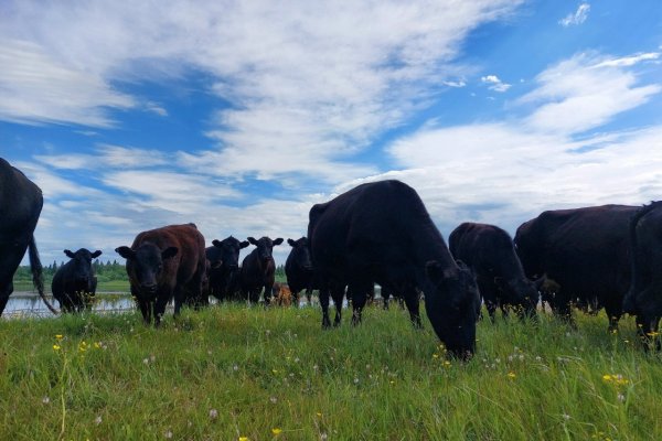 От фермы до пасеки: в Усть-Цилемском районе подвели итоги работы АПК