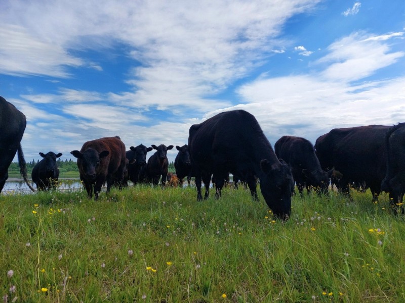 От фермы до пасеки: в Усть-Цилемском районе подвели итоги работы АПК