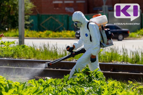 В Сыктывкаре уничтожат 559 тыс. квадратных метров борщевика