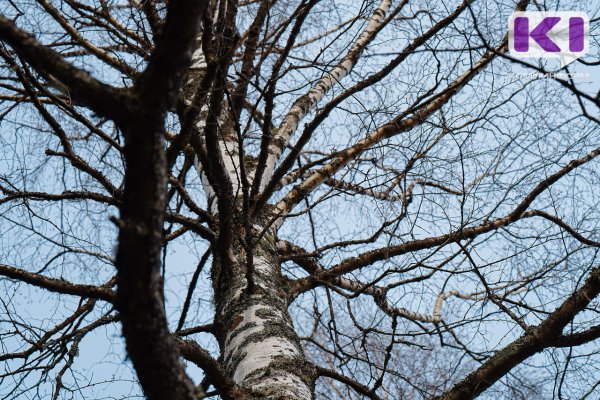 Цветение началось: 73 жителя Коми уже обратились к врачам из‑за поллиноза