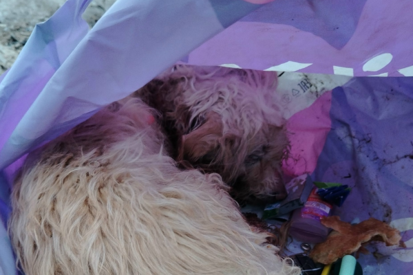 Собаку нашли в пакете с игрушками: в Печоре полиция установила личность подозреваемого в жестоком обращении с болонкой