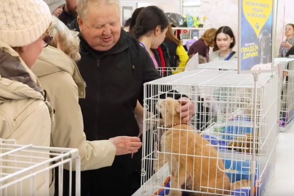 Шесть кошек обрели дом после благотворительного фестиваля в Сыктывкаре