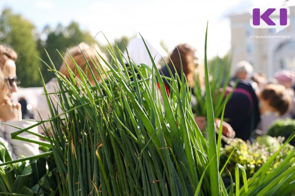 Как выбрать лук-севок для весенней посадки - советует Россельхозцентр 