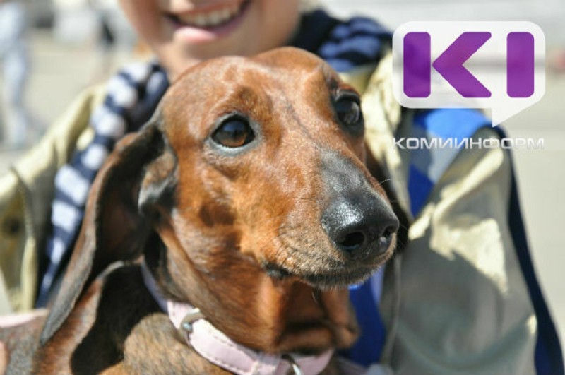 Необходимо ужесточение ответственности владельцев за своих питомцев - Ветслужба Коми 
