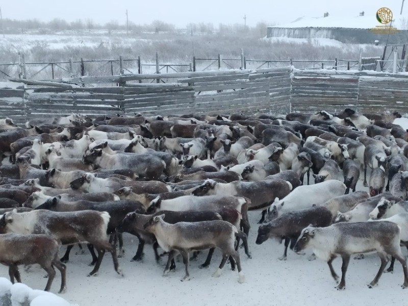 Пастбища Коми позволяют нарастить поголовье оленей