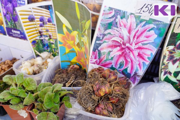 Как подготовить клубни георгинов, бегоний и канн к высадке, рассказывает Россельхозцентр 