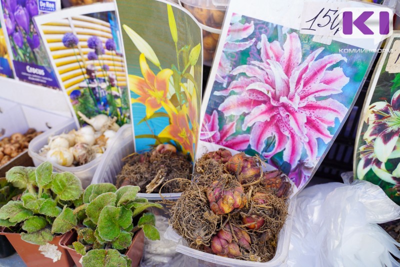 Как подготовить клубни георгинов, бегоний и канн к высадке, рассказывает Россельхозцентр 