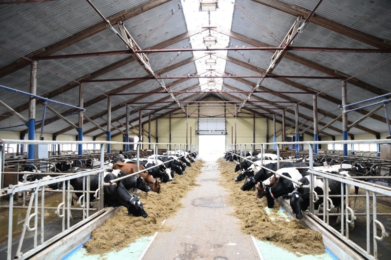 АО "Агрокомплекс" намерено вложить более миллиарда рублей в развитие животноводства

