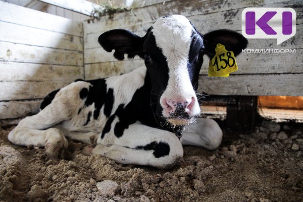 В Усть-Цилемском районе Коми введен карантин из-за гибели телят от инфекционной болезни 