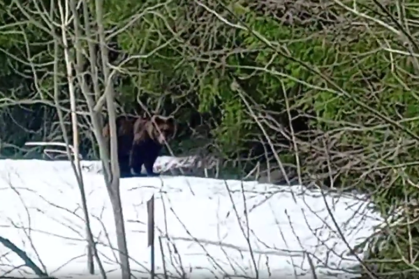 В койгородском селе Грива косолапый вышел к людям