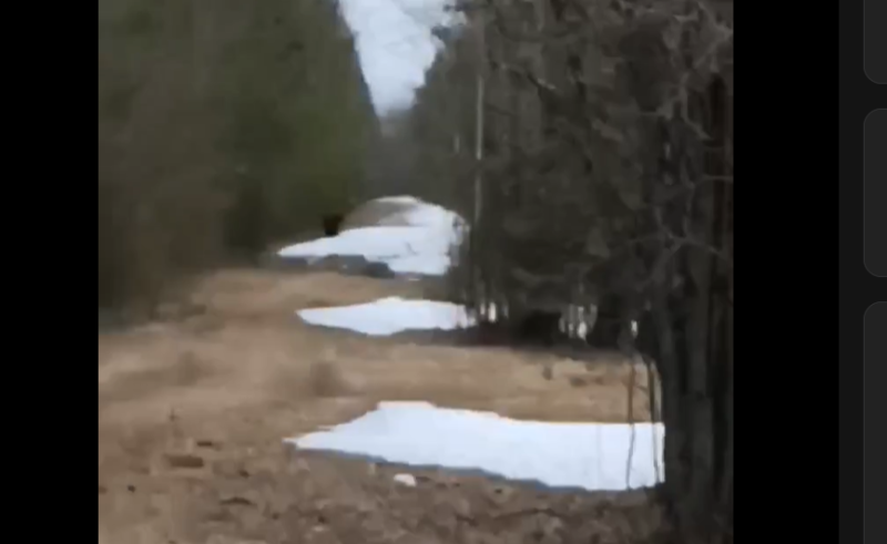 В Зеленце появился медведь 