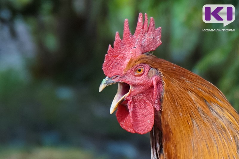 Жители Сыктывкара подали в суд на соседей из-за криков петухов и запаха


