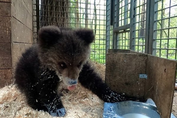 Медведица Кира из Коми перезимовала в Тверской области и готовится к возвращению