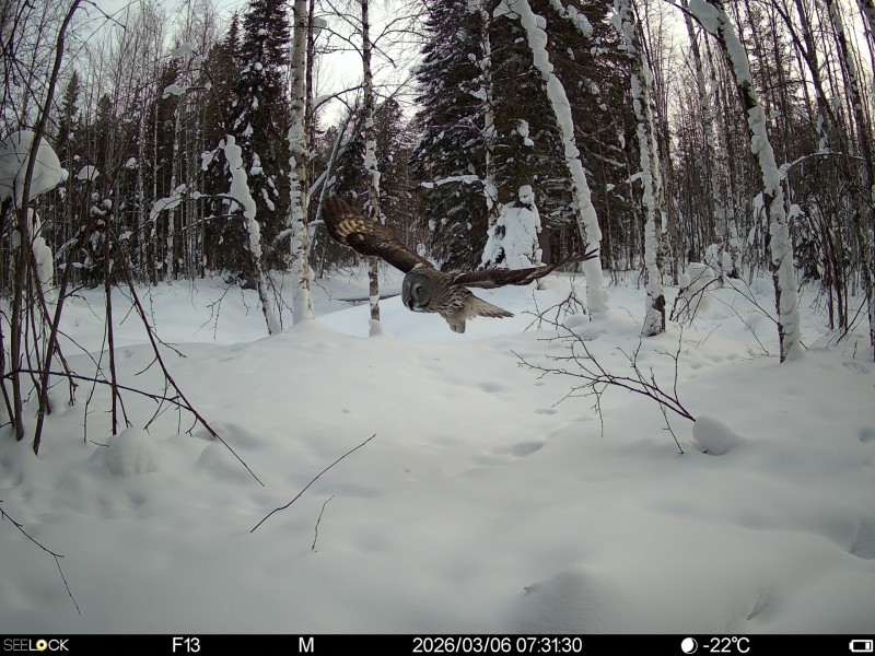 Фотоловушка заказника "Дзервад" зафиксировала краснокнижную бородатую неясыть